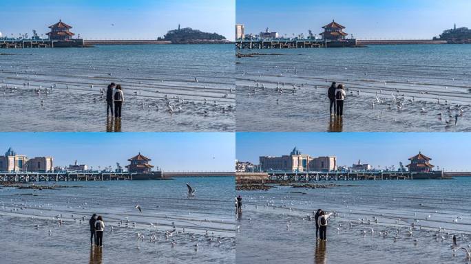 青岛栈桥海鸥