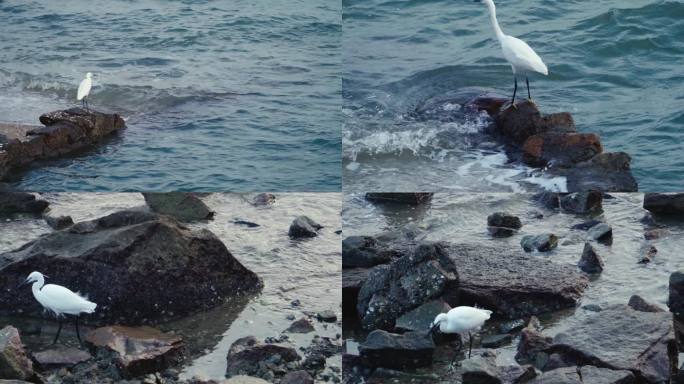 白鹭 海边 海浪 保护动物 生态环境