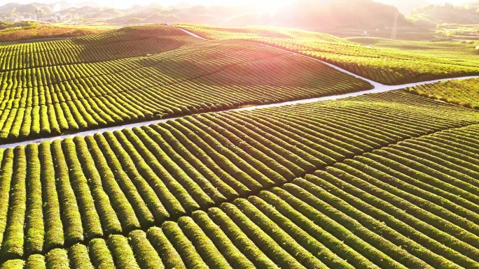茶山茶园有机山茶 绿茶 红茶