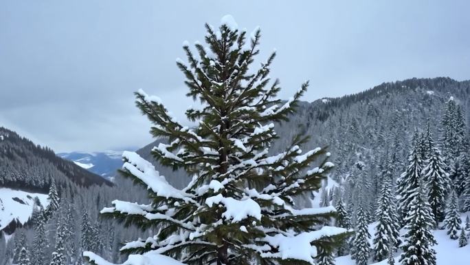 雪山寒风中孤立的松树