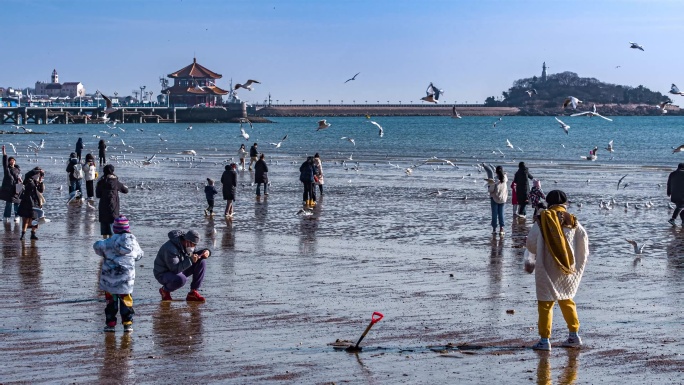 青岛栈桥海鸥