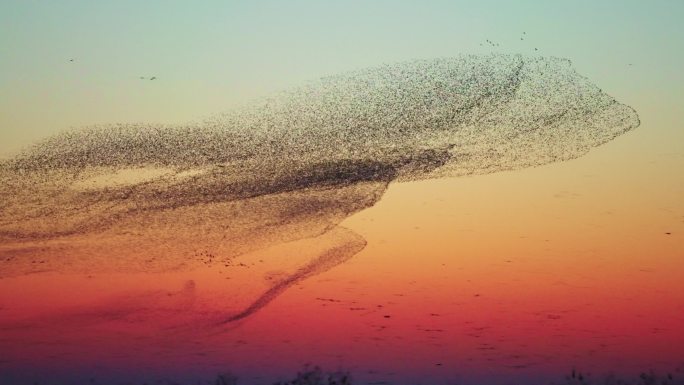 群鸟飞翔鸟浪奇观