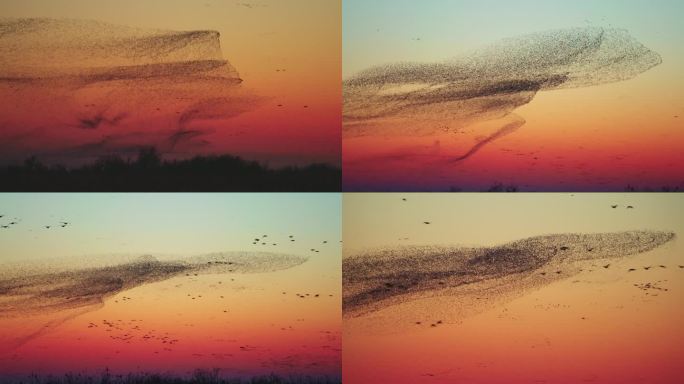 群鸟飞翔鸟浪奇观