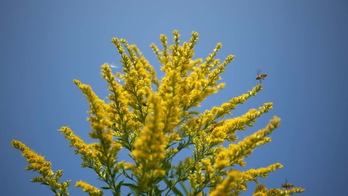 唯美意境空镜特写