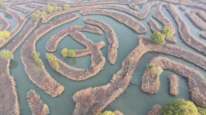 江苏盐城大纵湖芦苇迷宫画中游