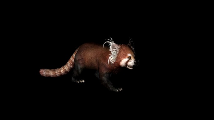 浣熊C4D骨骼动画3D模型