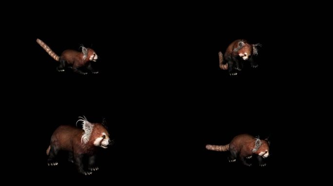浣熊C4D骨骼动画3D模型