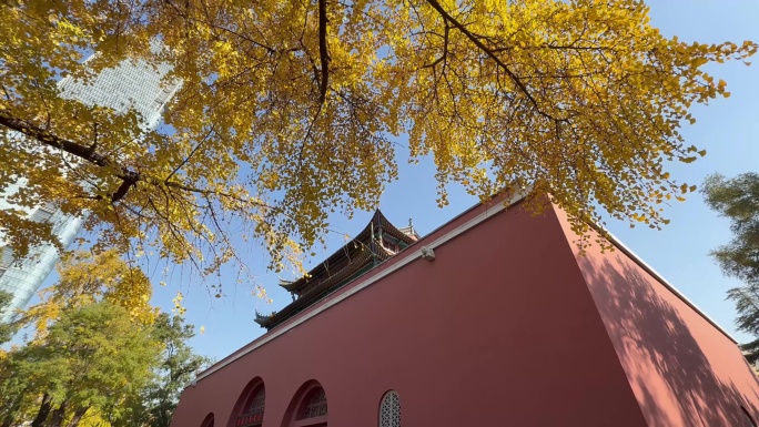 银杏红墙和现代建筑