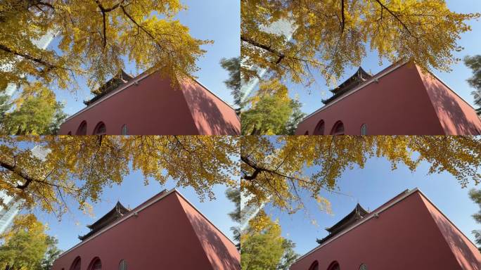 银杏红墙和现代建筑