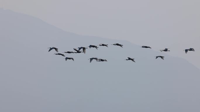 飞行的黑脸琵鹭群