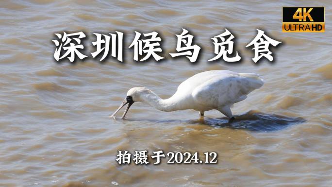 深圳湾公园各种候鸟在海边滩涂觅食合集