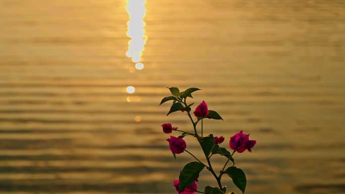 逆光中的花朵 唯美夕阳湖景 湖光粼粼