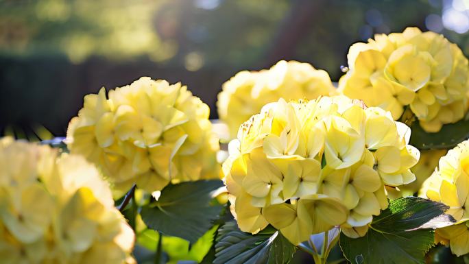 绣球花 八仙花紫阳花七变花粉团花洋绣球