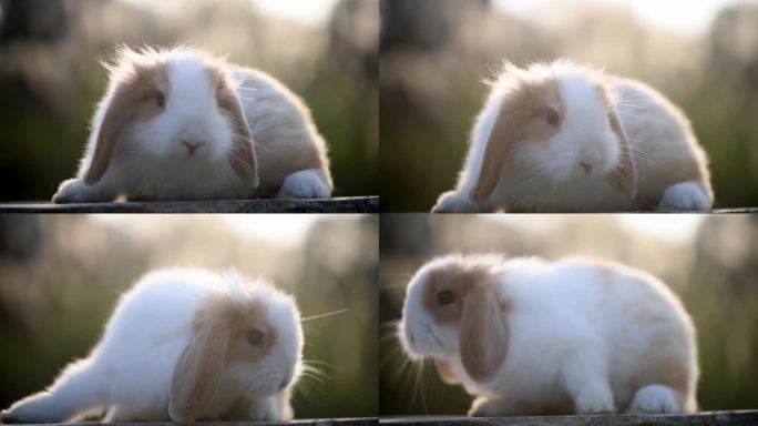 毛茸茸的可爱兔兔