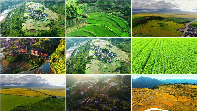 农田水稻庄稼丰收良田.梯田南方种植