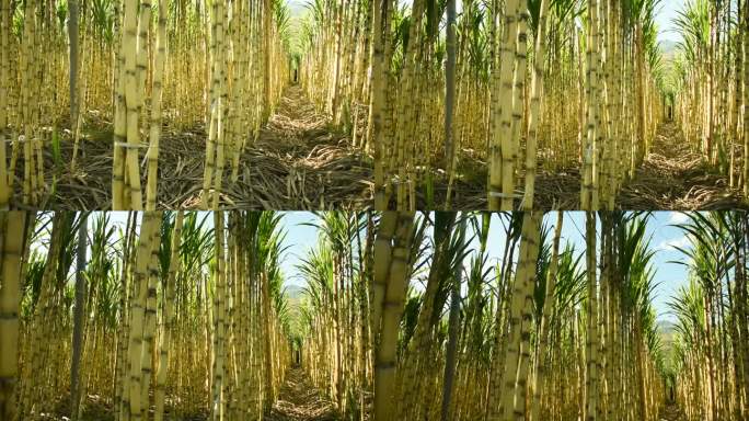 云南昌宁：“黄金” 水果甘蔗甜蜜上线