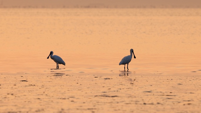 霞光中的黑脸琵鹭