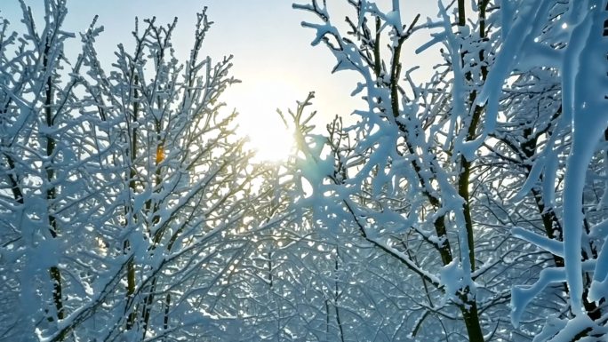 雾凇  冬天树林 美丽冰花 雪白雾凇雪松