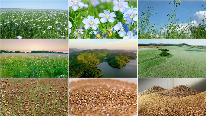 植物亚麻籽花亚麻籽油4K高清素材