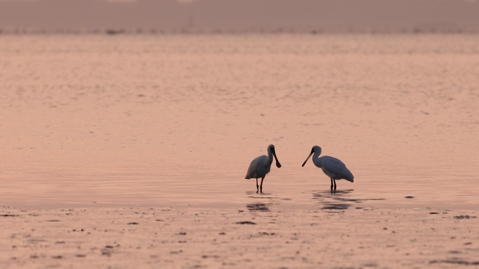 霞光中的黑脸琵鹭
