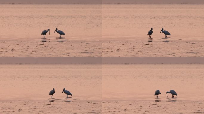 霞光中的黑脸琵鹭