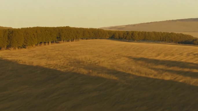 宽广平原上的稀疏树丛