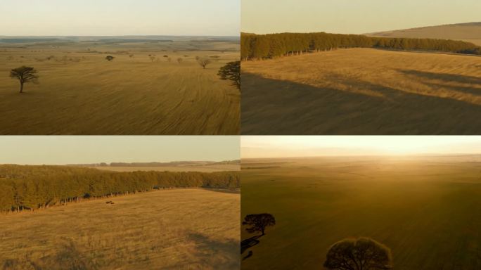 宽广平原上的稀疏树丛