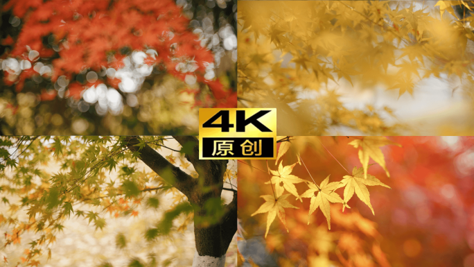 枫叶深秋实拍