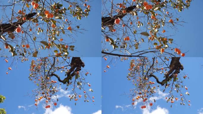 树上的柿子 柿子实拍 柿子农业宣传素材