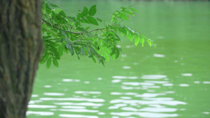 夏日一家人玩水皮划艇湖