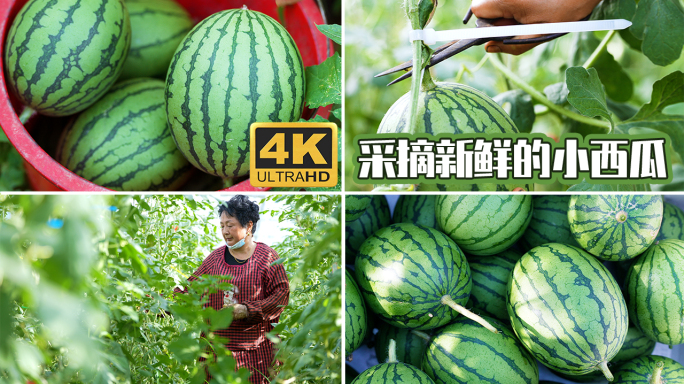 农民在瓜棚采摘新鲜的小西瓜 吊瓜
