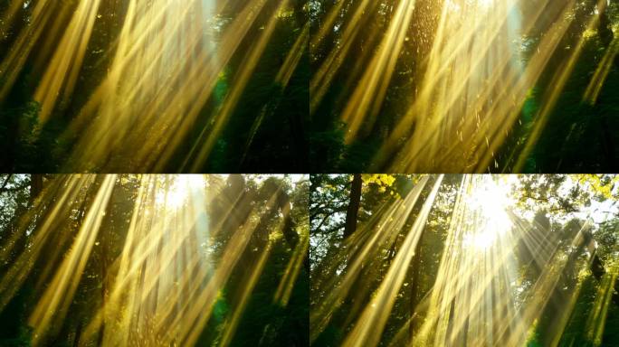 阳光照过树林