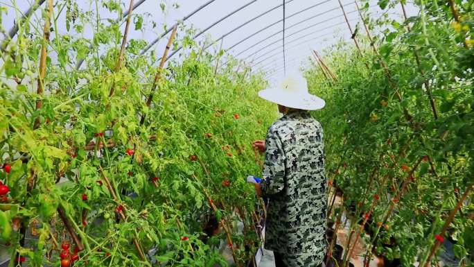 农民辛苦劳作种植蔬菜