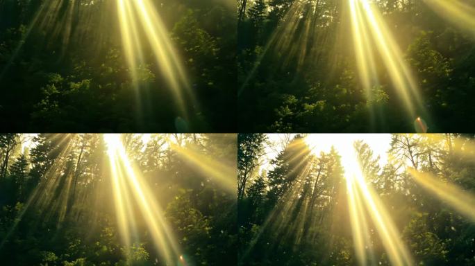 阳光照过树林