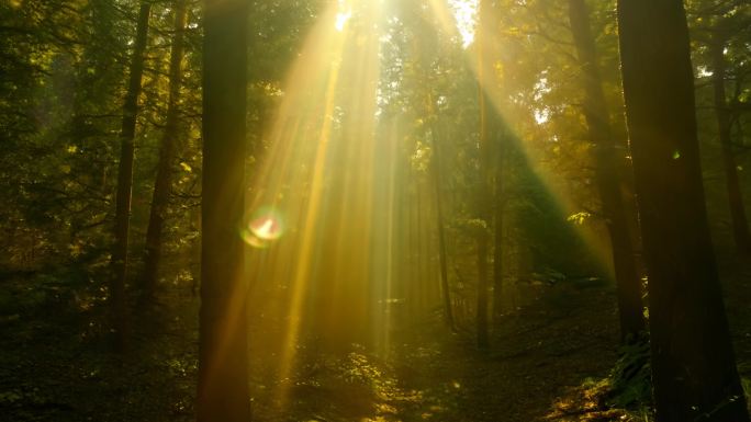 阳光照过树林
