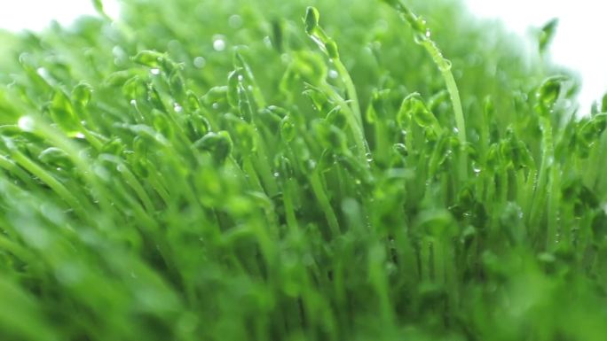 新型农业栽培技术 水培技术