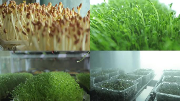 新型农业栽培技术 水培技术