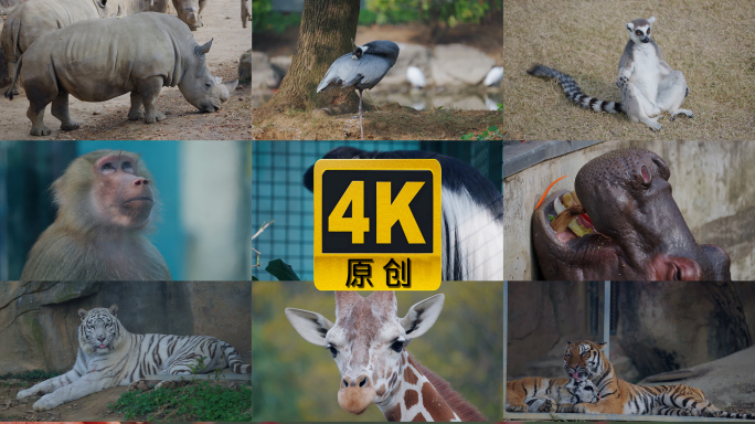 动物园动物世界实拍4K
