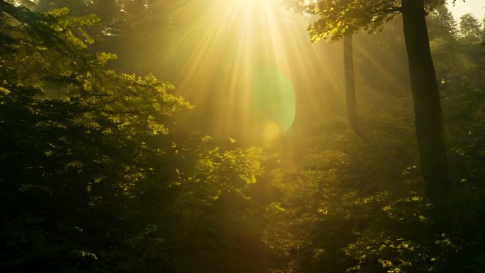 阳光照过树林