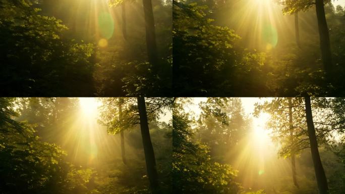 阳光照过树林