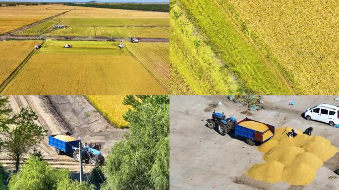 北大荒农场稻谷秋收C