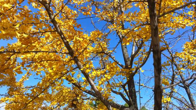 银杏树叶飘落慢镜头