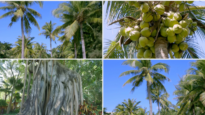椰树椰子海岛植物