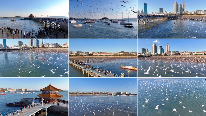 青岛 青岛栈桥 海鸥 游客 冬季