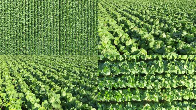 白菜地航拍 白菜特写 大片白菜地