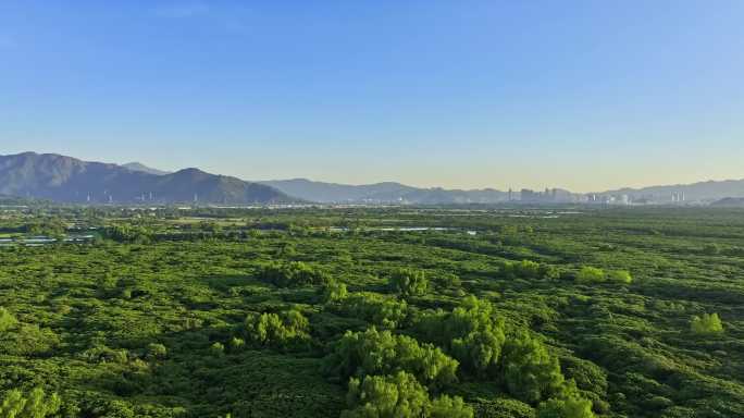 香港米埔自然保护区2024最新航拍
