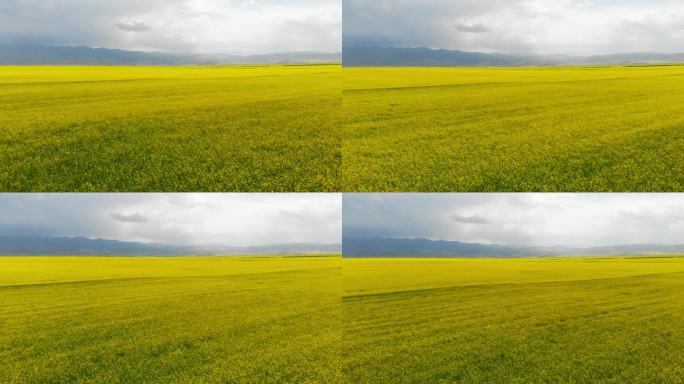 门源油菜花航拍