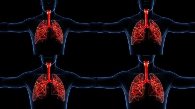 人类呼吸系统肺部解剖动画概念