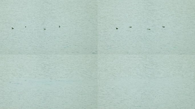 湖里野鸭