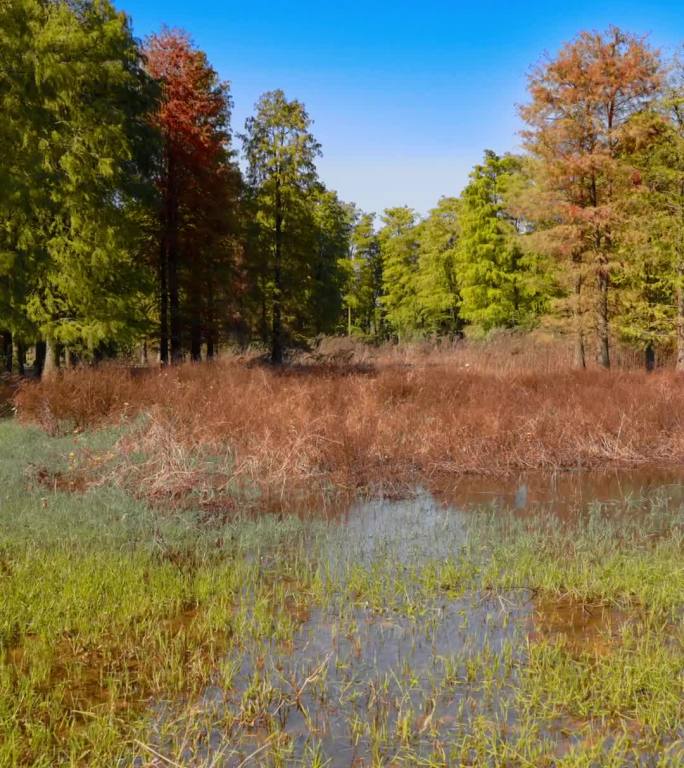 直播背景素材绿幕蓝幕抠图抠像公园室外固定